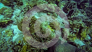 Marine landscape with underwater view