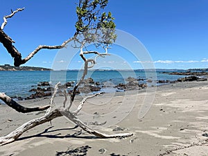 Marine Landscape. The view of rocky outcrop at coastline, Tawharanui Regional Park, New Zealand