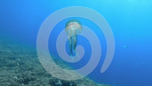 Marine life - Alone jellyfish in blue water