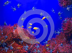 Marine Life background.