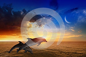 Marine life background - jumping dolphins, glowing sunset