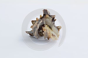 Marine life: brown spiny gastropod seashell close-up on white background