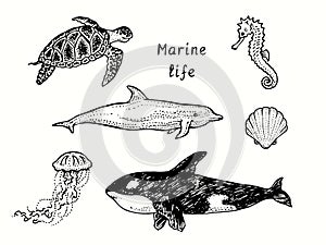 Marine life collection, Sea turtle Chelonioidea, Jellyfish, Orca, Bottlenose dolphin, Seahorse, Seashell. Ink drawing