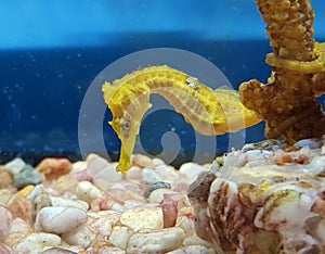 yellow seahorse in a coral photo
