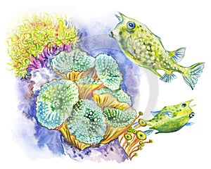 Marine life and corals, watercolor illustration