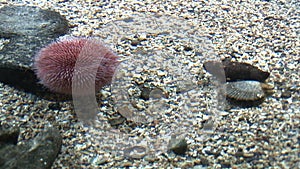 Marine life - Echinus - Red Sea Urchins