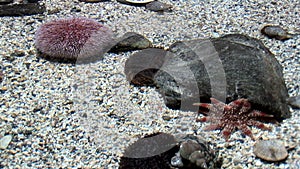 Marine life - Echinus - Red Sea Urchins