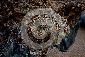 Marine life in exposed rock pools at low tide, Saunton Sands, Devon, UK