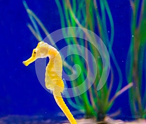 Marine life fish portrait of a common yellow estuary seahorse in macro closeup