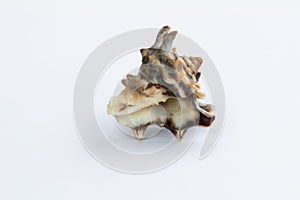 Marine life: light itchy gastropod seashell close-up on white background