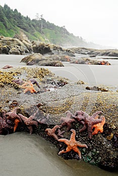 Marine life at low tide