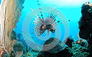 Marine life on ocean reef