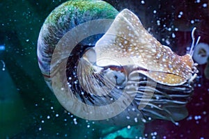 Marine life portrait of a nautilus in close up rare tropical living fossil cephalopod