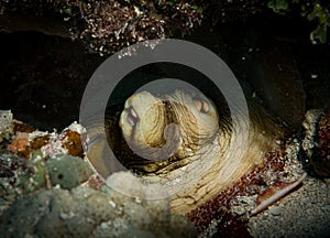 Marine life on the reefs of the Dutch Caribbean island of Sint Maarten