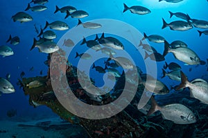 Marine life on the reefs of the Dutch Caribbean island of Sint Maarten