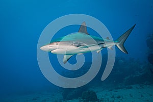 Marine life on the reefs of the Dutch Caribbean island of Sint Maarten