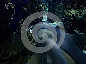 marine life in a saltwater aquarium