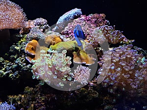 marine life in a saltwater aquarium