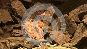 Marine life - Sea anemone - Strawberry anemone - Video high definition