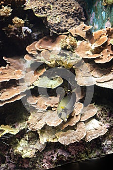 Marine life, sea fish swimming in water with an underwater