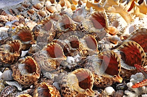 Marine life stars, shells and snails collection at the beach