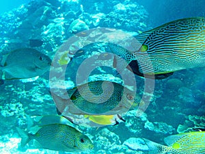 Marine life of tropical Townsville