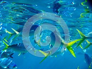 Marine Life under Great Barrier Reef