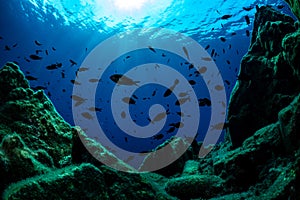 Marine Life underwater Mediterranean sea