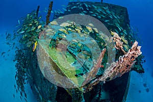 Marine life on underwater wreck at St Martin in the Dutch Caribbean