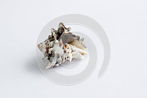 Marine light brown itchy gastropod seashell close-up on white background