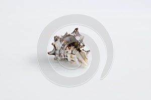 Marine light spiny itchy gastropod seashell close-up on white background