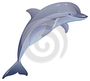 Marine mammal dolphin