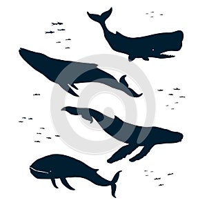 Marine mammals. Silhouette
