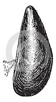 Marine Mussel, vintage engraving