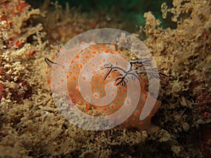 Marine organism on coral reef photo