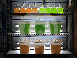 Marine plankton culture in laboratory