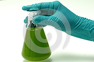 Marine plankton or Microalgae culture into Erlenmayer flask in