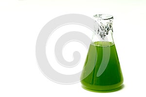 Marine plankton or Microalgae culture into Erlenmayer flask in