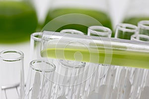 Marine plankton or Microalgae culture into a test tube in laboratory
