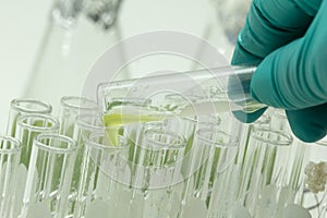 Marine plankton or Microalgae culture into a test tube in laboratory
