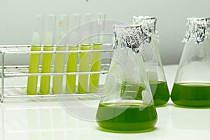 Marine plankton or Microalgae culture into a test tube in laboratory