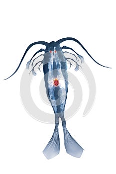 Marine planktonic copepod isolated photo