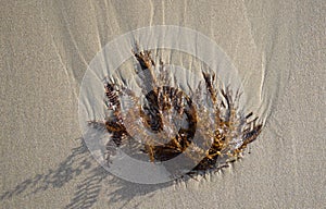 Marine plant formation in sand at Shaws Cove Beach. in Laguna Beach, California.