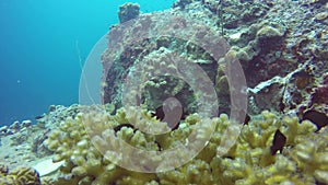 Marine scuba diving, Underwater colorful tropical coral reef seascape. School of sea fishes deep in the ocean. Soft and