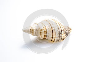 Marine sea shell