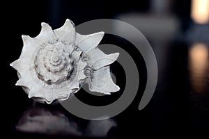 Marine sea shell dark blue background