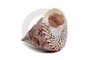 tectus conus