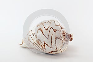Marine sea shell on white background
