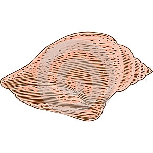 Marine sea shell on White Background