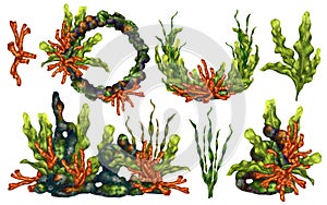 A marine set with bright tropical red corals, seaweed and rocks. Living in a wild world under water. Snorkeling and diving in the